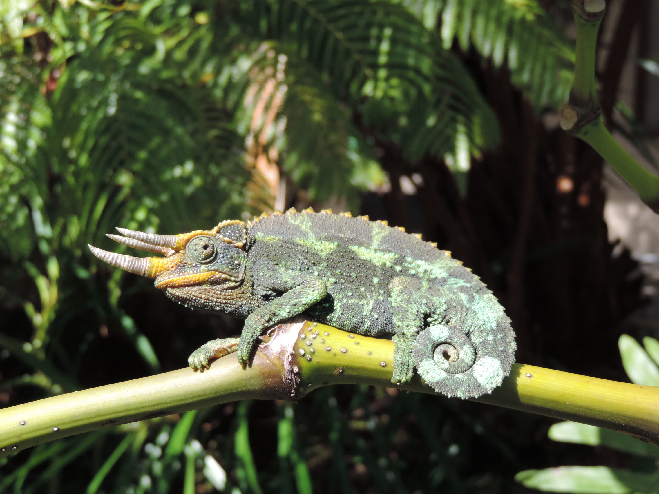 Leaping lizard hawaii