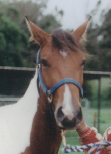  photo of horse